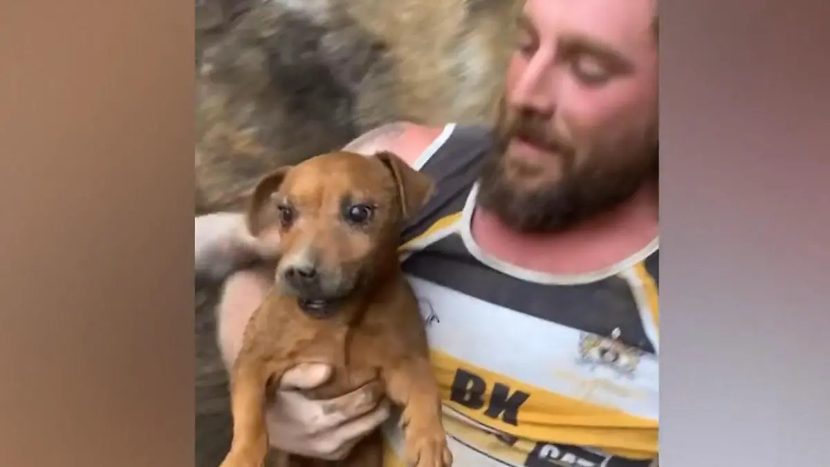 Wie wil er na acht dagen in Felsen-Gefängnis een Hundin Rose hebben? Dit is waar het emotionele herstel begint!