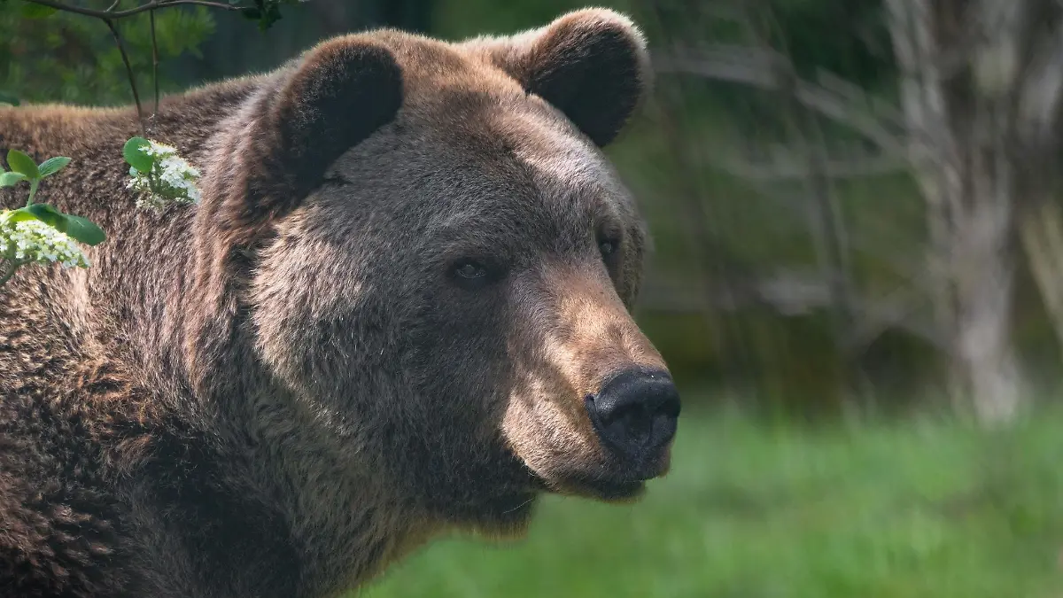 Balou kam 2012 gemeinsam mit seinem Vater Siggi in den Bärenwald.