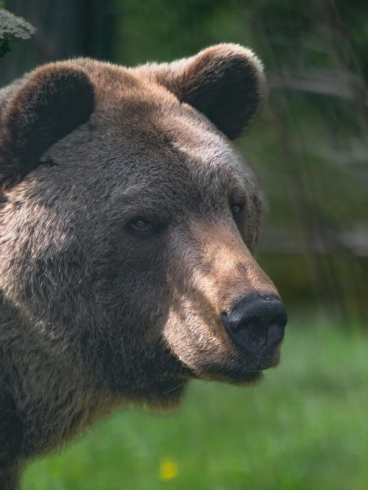Bild zu: "Bär greift Frau vor Pflegeheim an"
