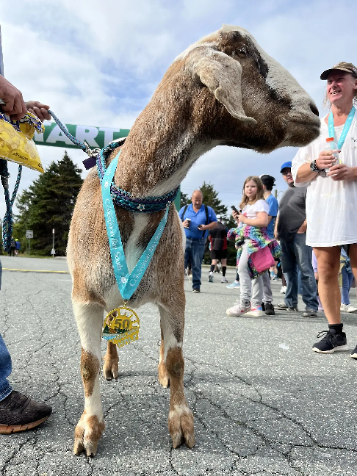 Beim T’Railway Trek Halbmarathon stiehlt Ziegenbock Joshua den Läufern die Show: Er schließt sich spontan dem Rennen an, läuft vier Kilometer und wird gefeiert.