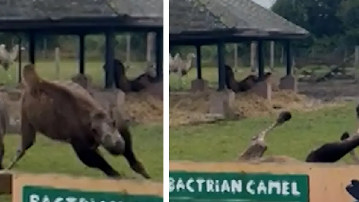 Fütterung geht schief - Kamel legt sich bei Sprint flach