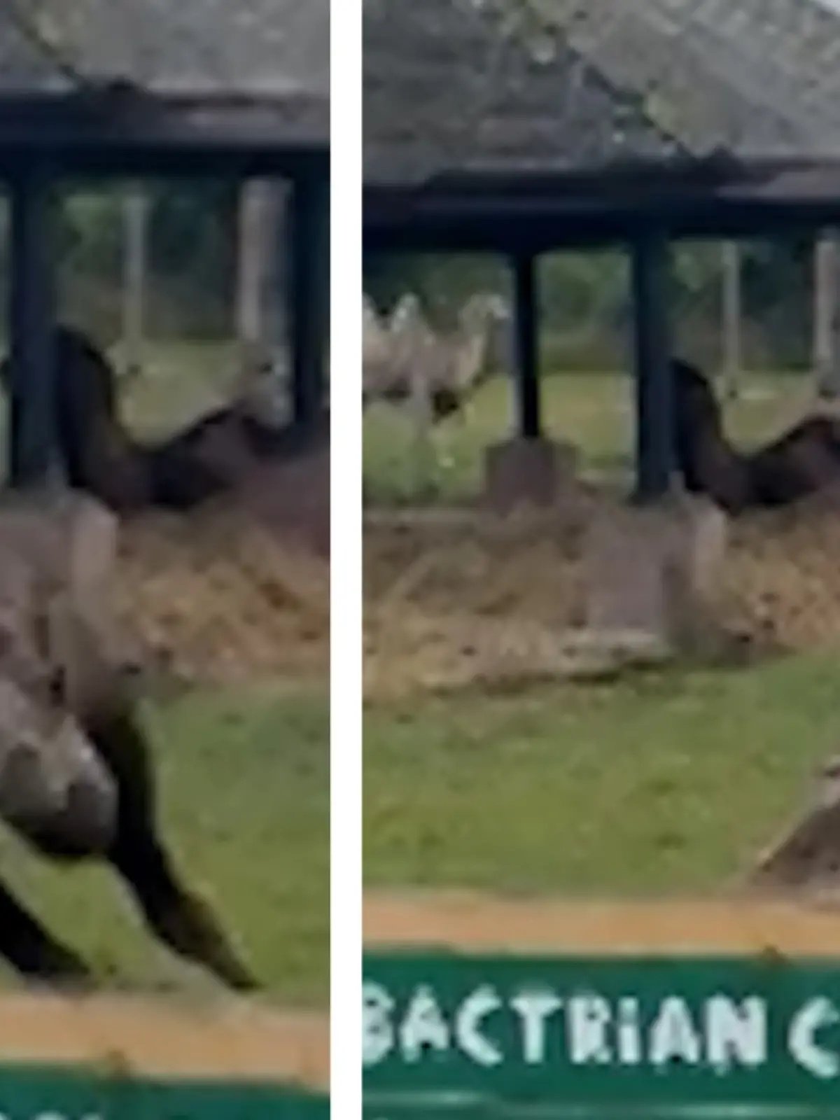 Futterneid? Dieser Sprint legt Kamel flach