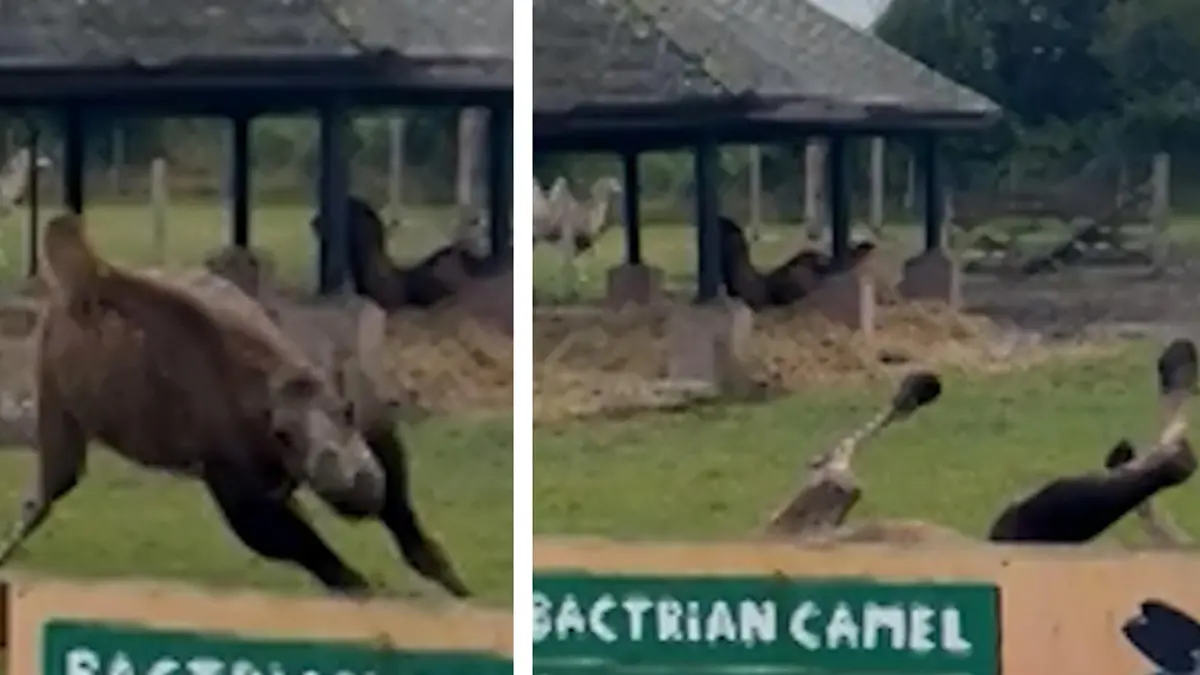 Kamel zet zich in voor de toekomst van Sprint