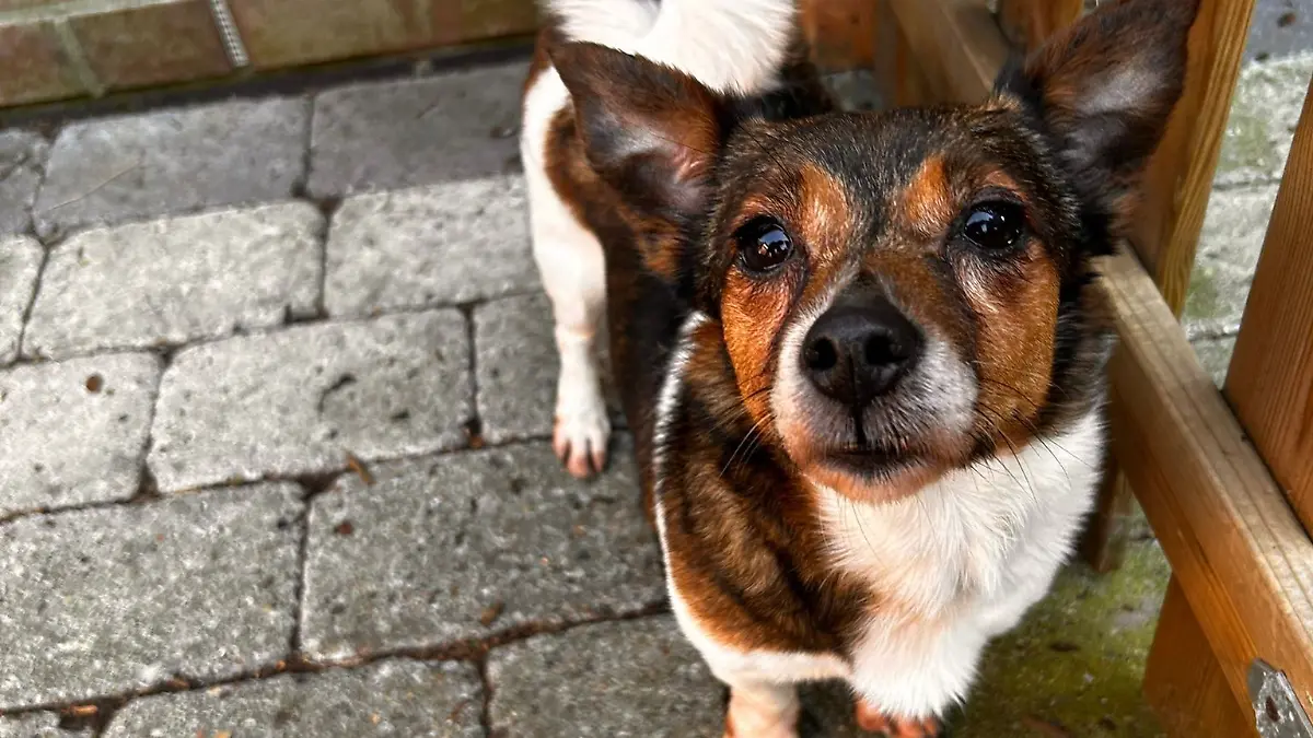 Maja von Hunde und Co. In Not e.V.