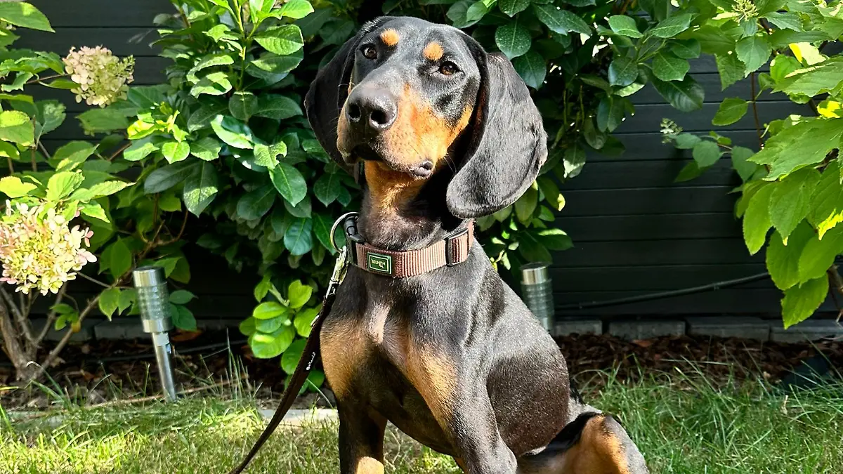 Diego wurde eine Vorderpfote abgetrennt, doch das hält ihn nicht auf