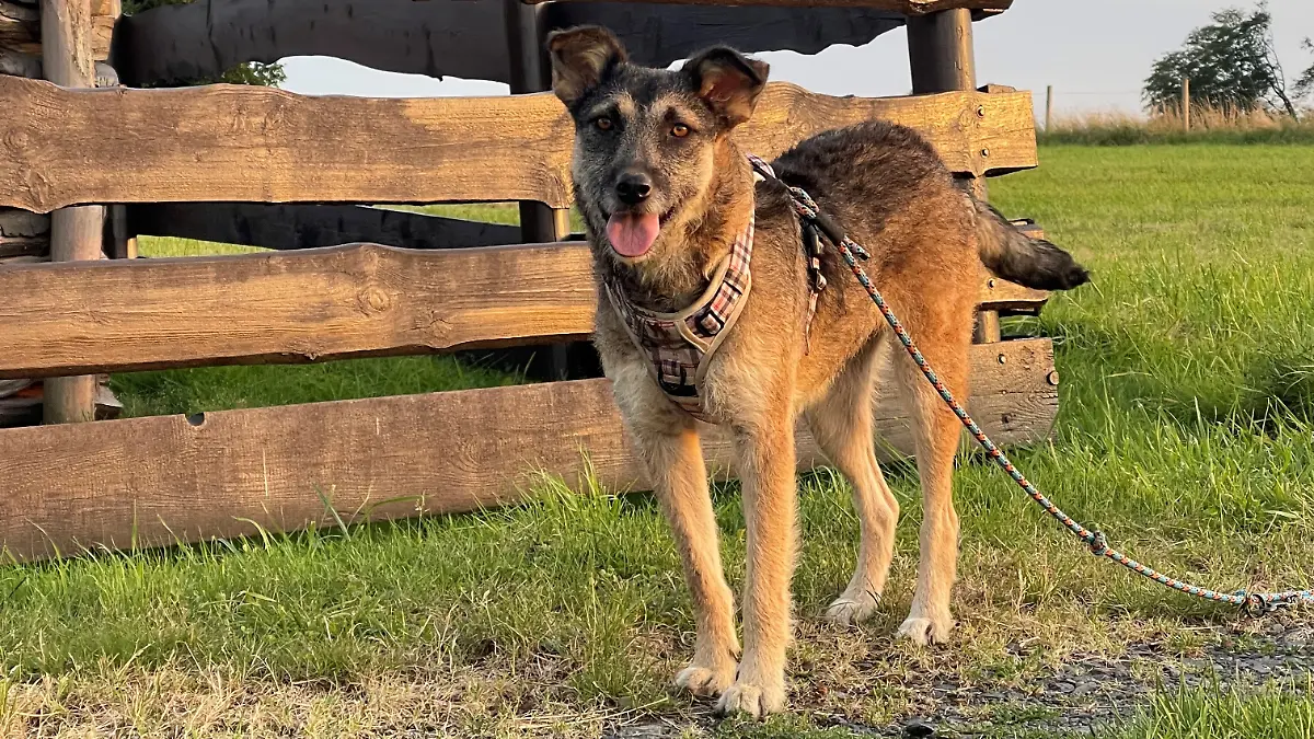 Auch Lucina, Spitzname Lütti, von Dogs of the Carpathians sucht noch ein Zuhause