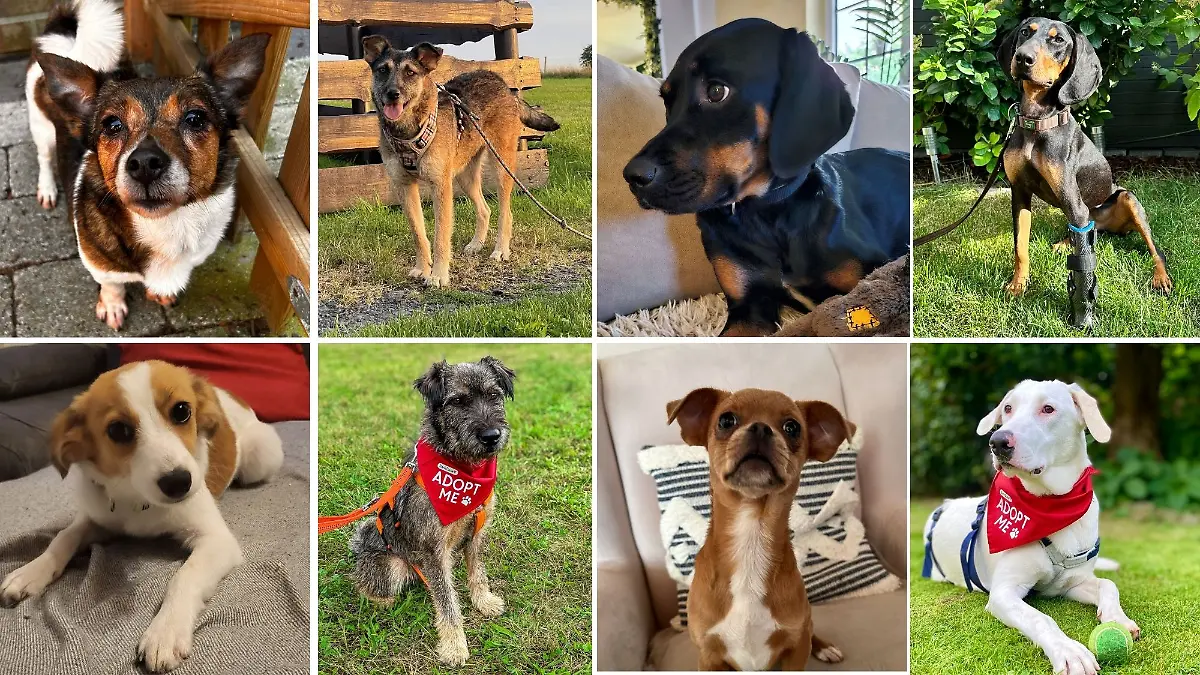 All diese und noch weitere Hunde suchen heute beim stern TV Spezial ein neues Zuhause