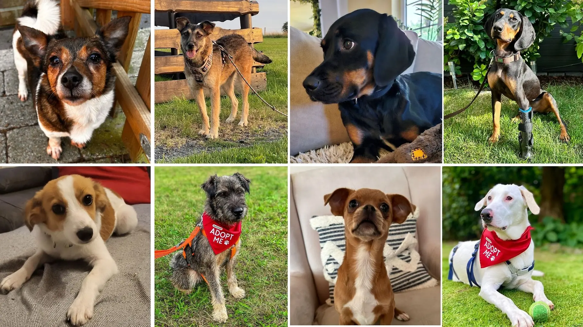 All diese und noch weitere Hunde suchen heute beim stern TV Spezial ein neues Zuhause