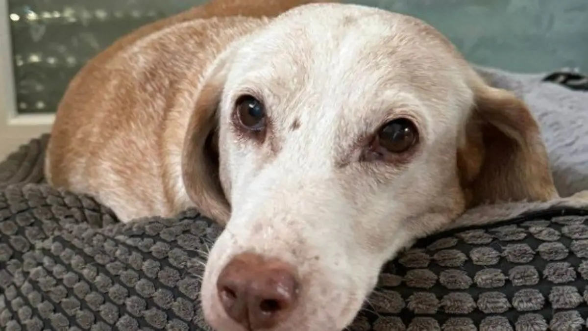 Winnie ist nicht live dabei, aber immer noch zu vermitteln. Findet sich ein schönes Zuhause für die liebevolle Seniorin?