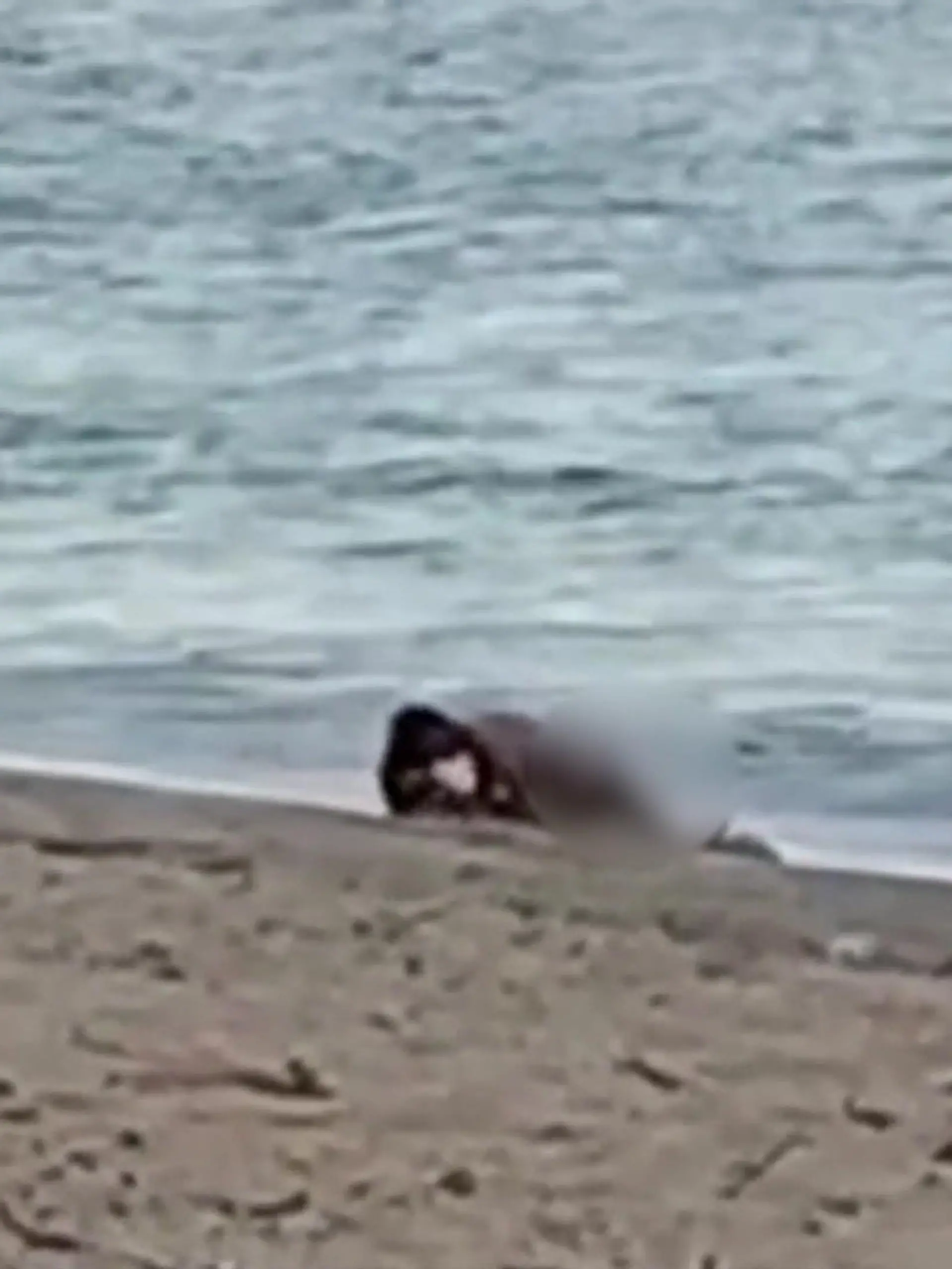 Bild zu: "Wilder Wellenritt! Touri-Pärchen vergnügt sich am Strand"
