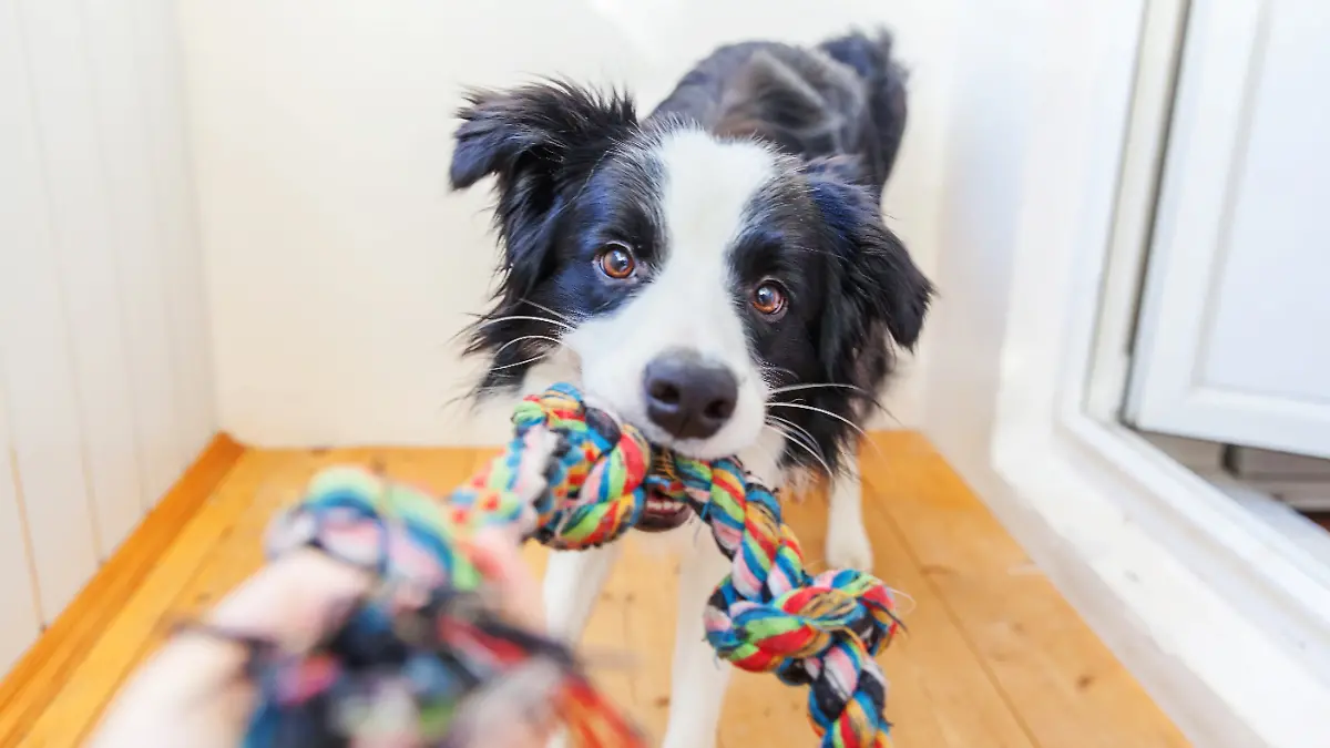 Hund mit Spielzeug