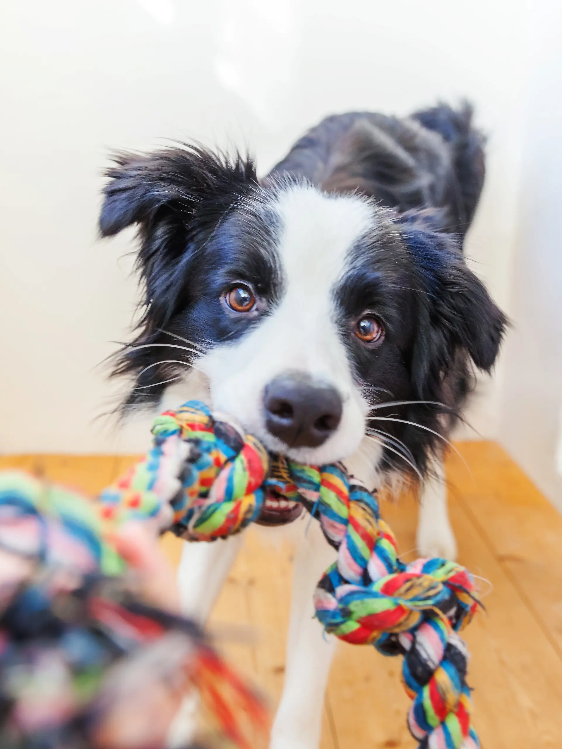 Hund mit Spielzeug