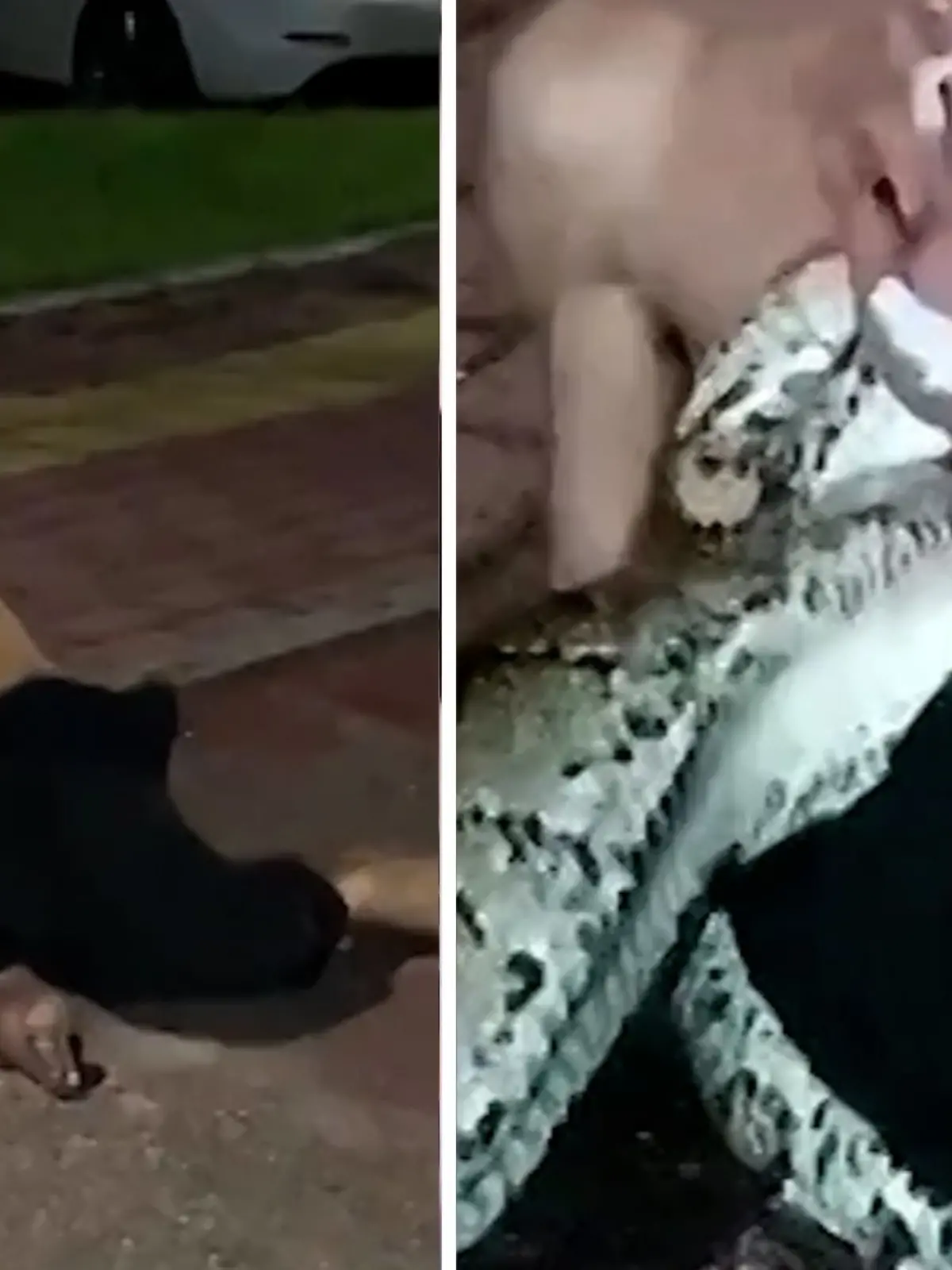 Bild zu: "Riesen-Python hält Betrunkenen im Würgegriff"