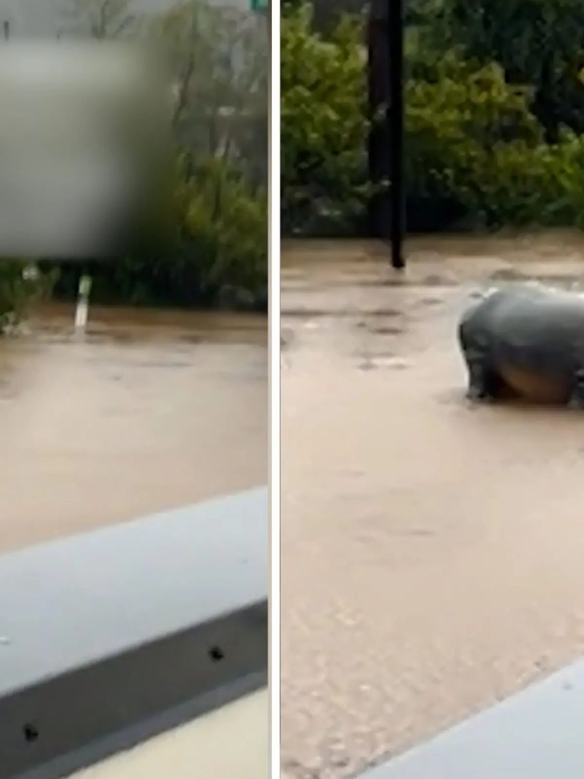 Bild zu: "Direkt vor einem Hotel! Schwimmt da etwa ein Nilpferd auf der Straße?"