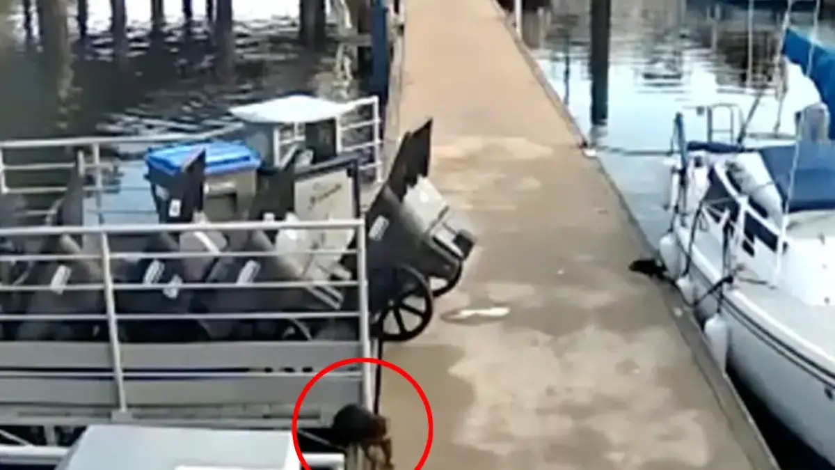 Der aggressive Otter wollte offenbar nicht locker lassen und verfolgte die beiden weiter.