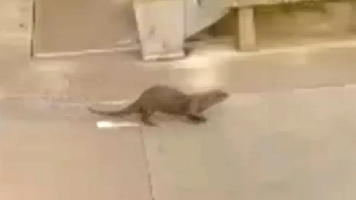 Der aggressive Otter ist nach dem Angriff getötet worden, um die Sicherheit der Menschen zu gewährleisten.