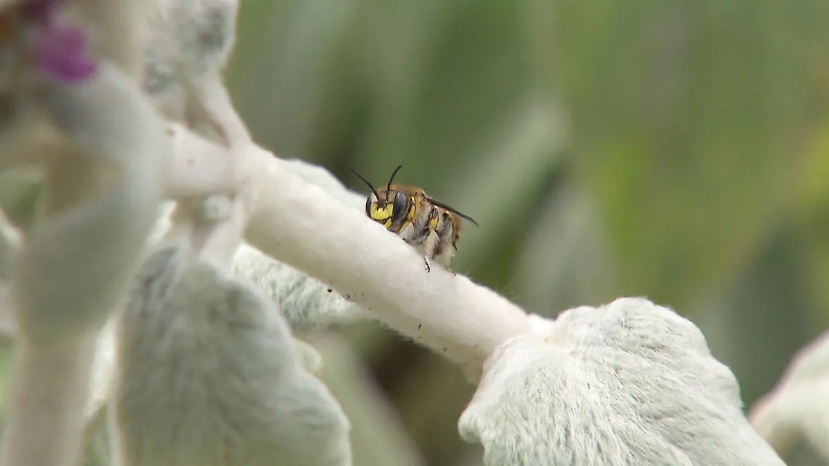 Botanischer Garte