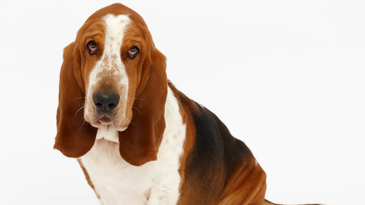 Die britische Hunderasse Basset Hound ist bekannt für ihren traurigen Blick mit hängenden Lidern.