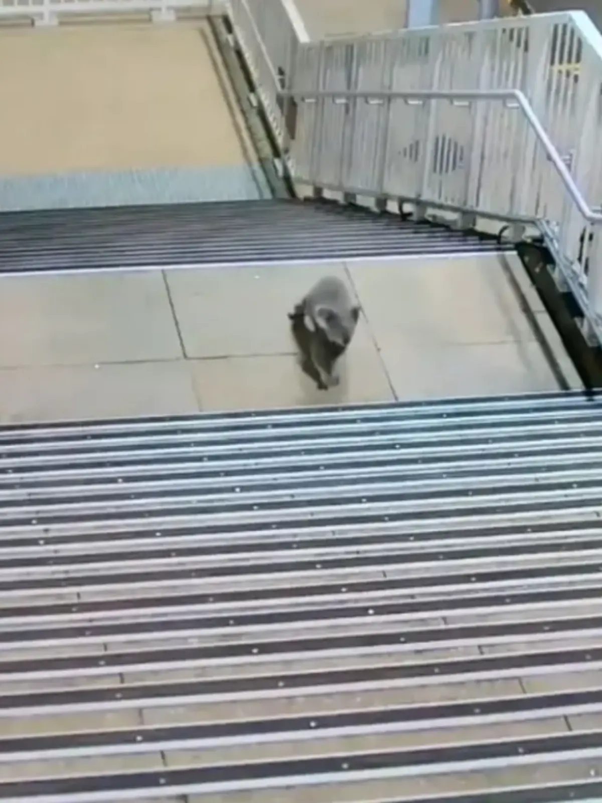 Plüschiger Pendler: Hat hier ein Koala seinen Zug verpasst?