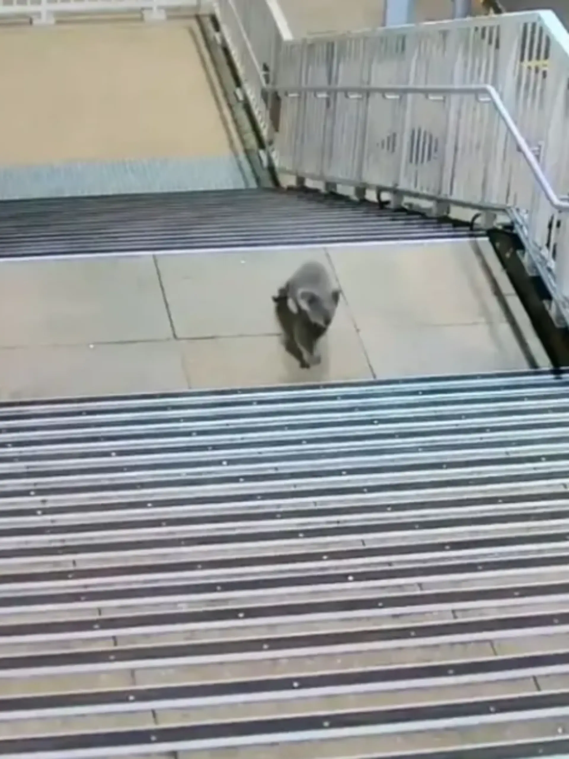 Plüschiger Pendler: Hat hier ein Koala seinen Zug verpasst?