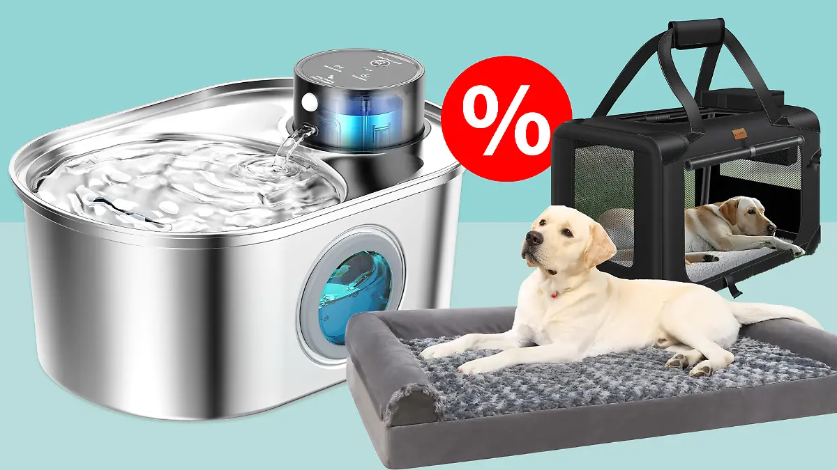 Hunde- und Katzenartikel vor einem hellblauen Hintergrund.