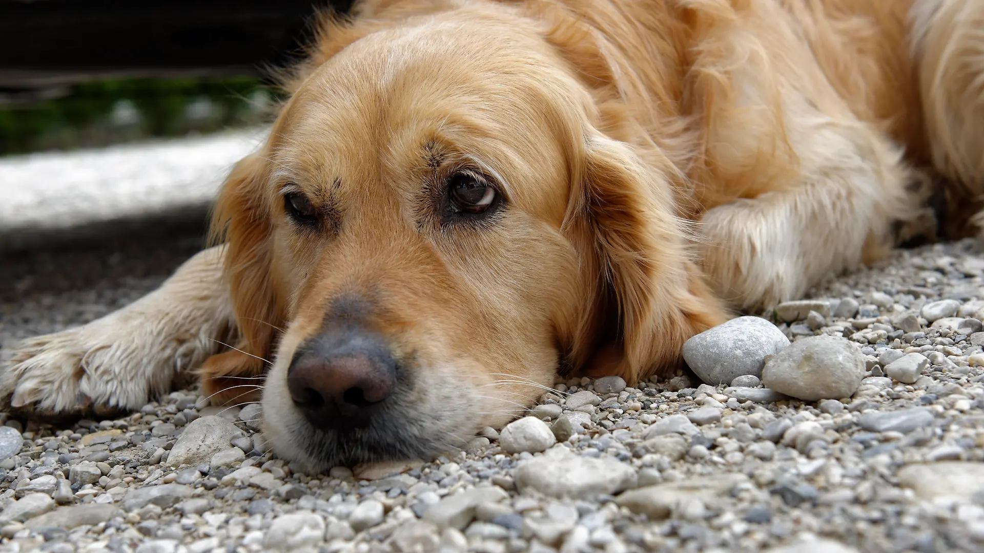 Müder Golden Retriever