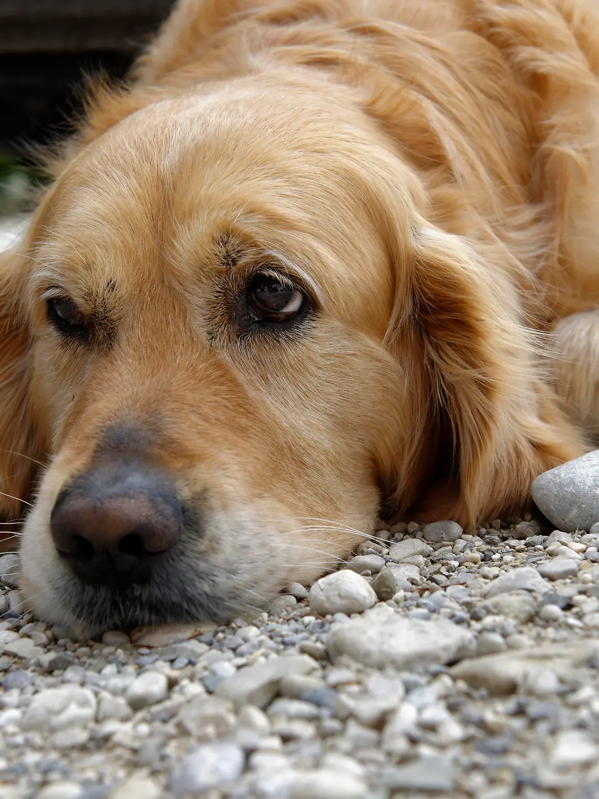 Müder Golden Retriever 
