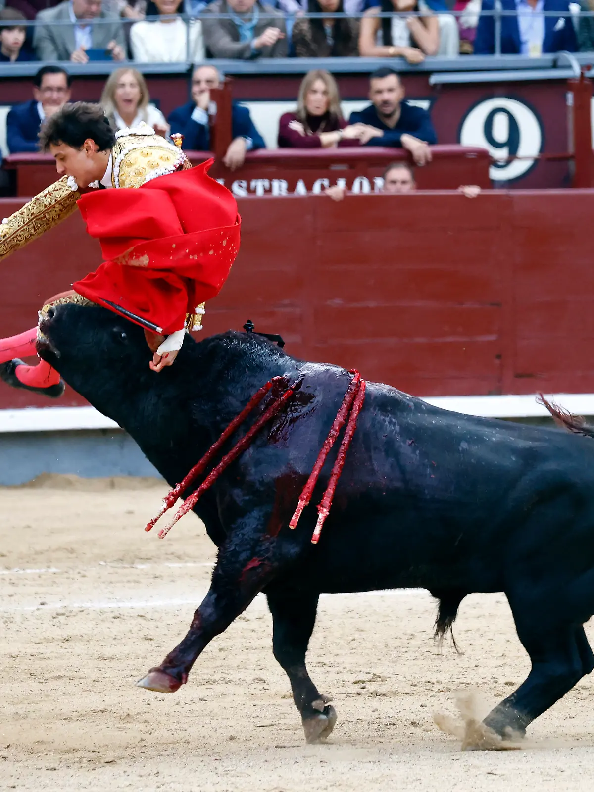Bild zu: "PObleme in der Arena! Bulle nimmt Matador auf die Hörner"