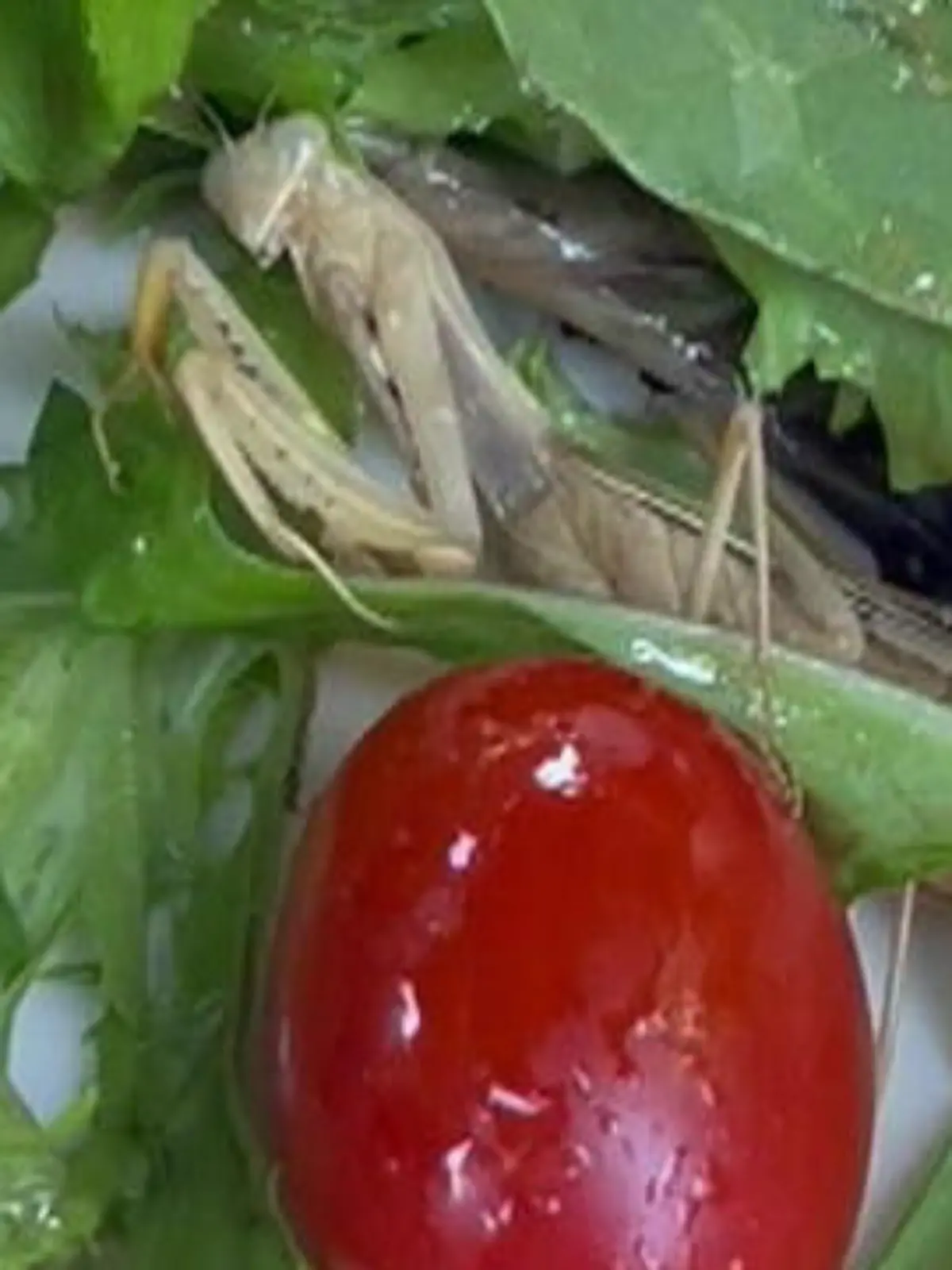 Bild zu: "Ekel-Schock im Restaurant! Diese Beilage gehört nicht zum Salat"