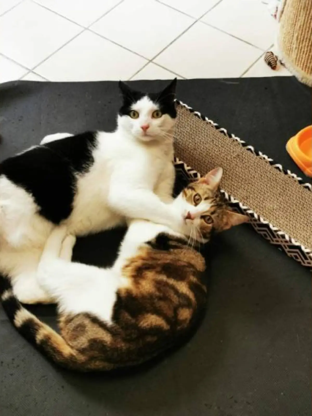 Jerry und Fiona sind unzertrennlich!