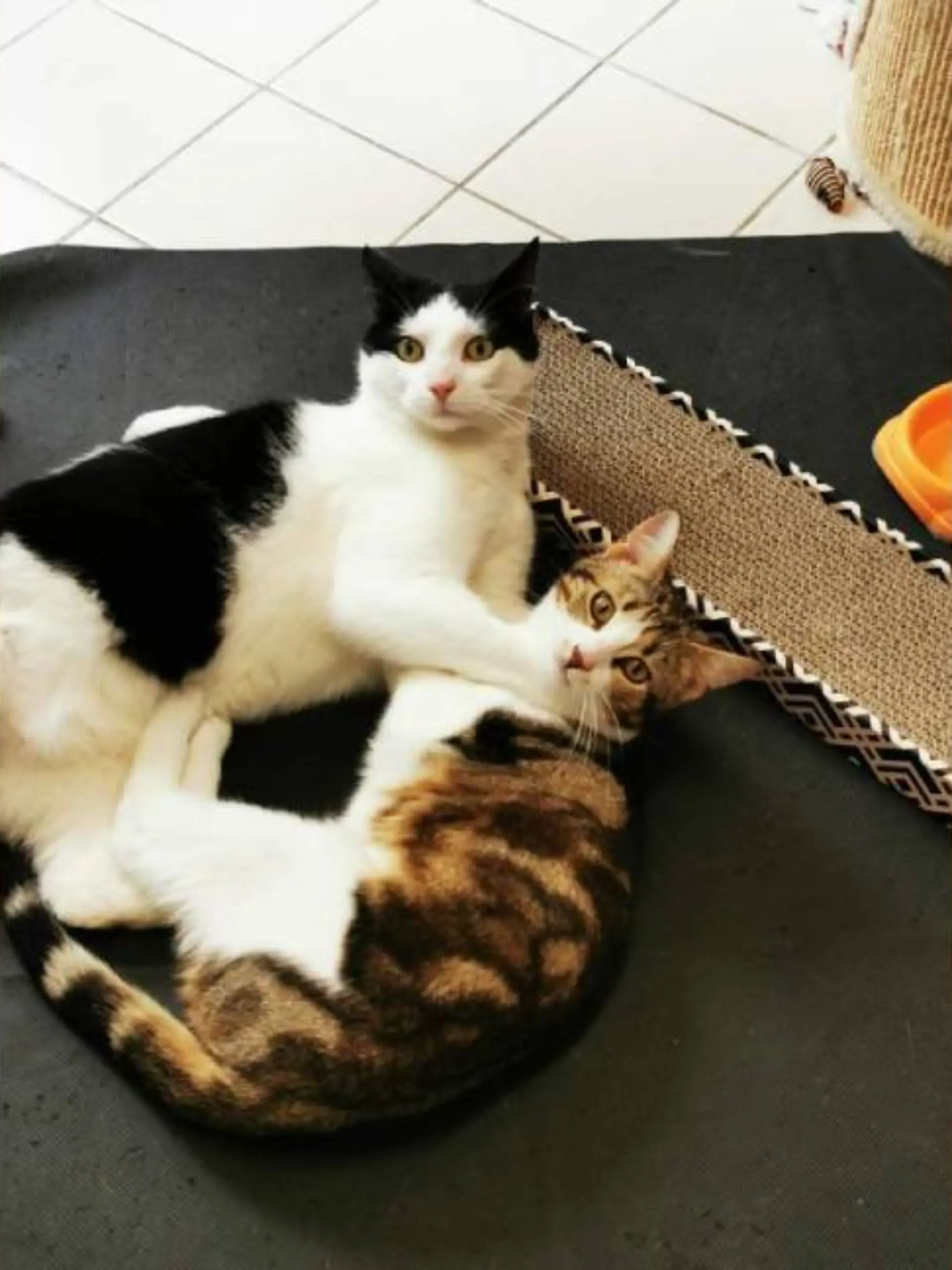 Jerry und Fiona sind unzertrennlich!