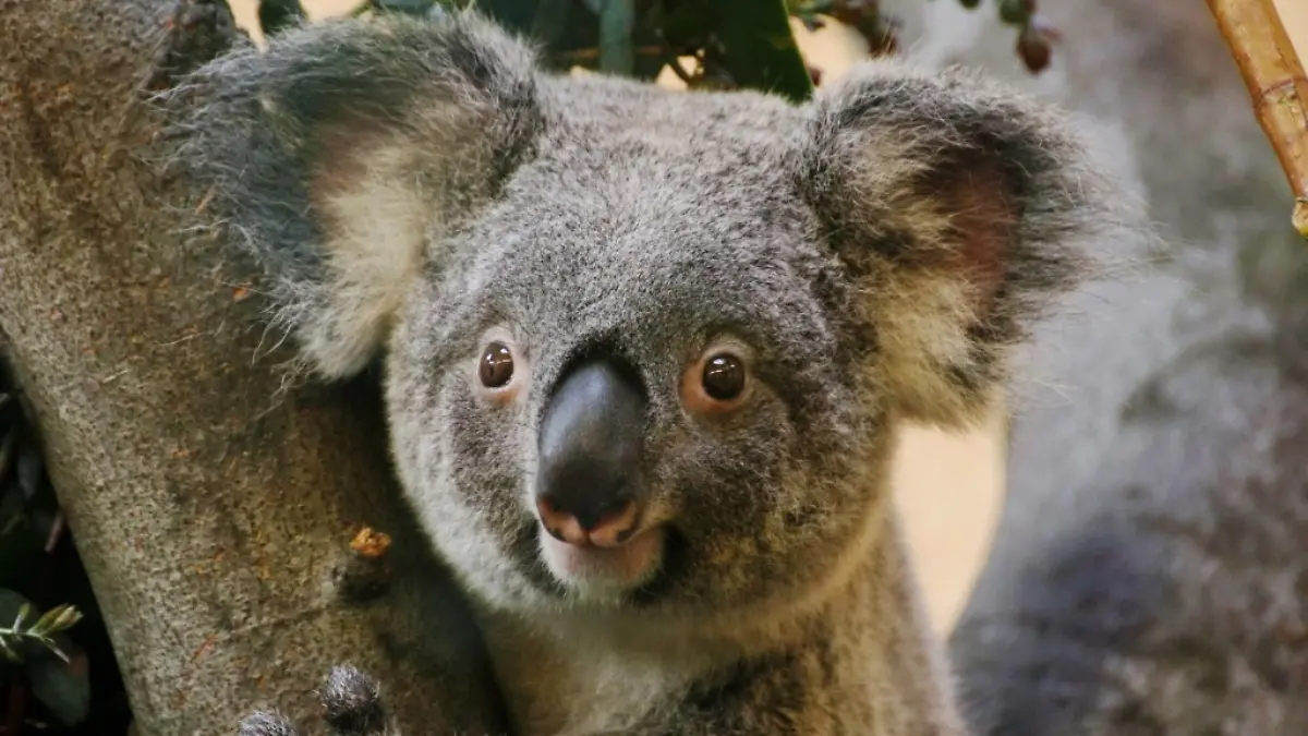 Im April 2019 kam Koala-Weibchen Sydney aus dem Zoo Antwerpen nach Dresden.