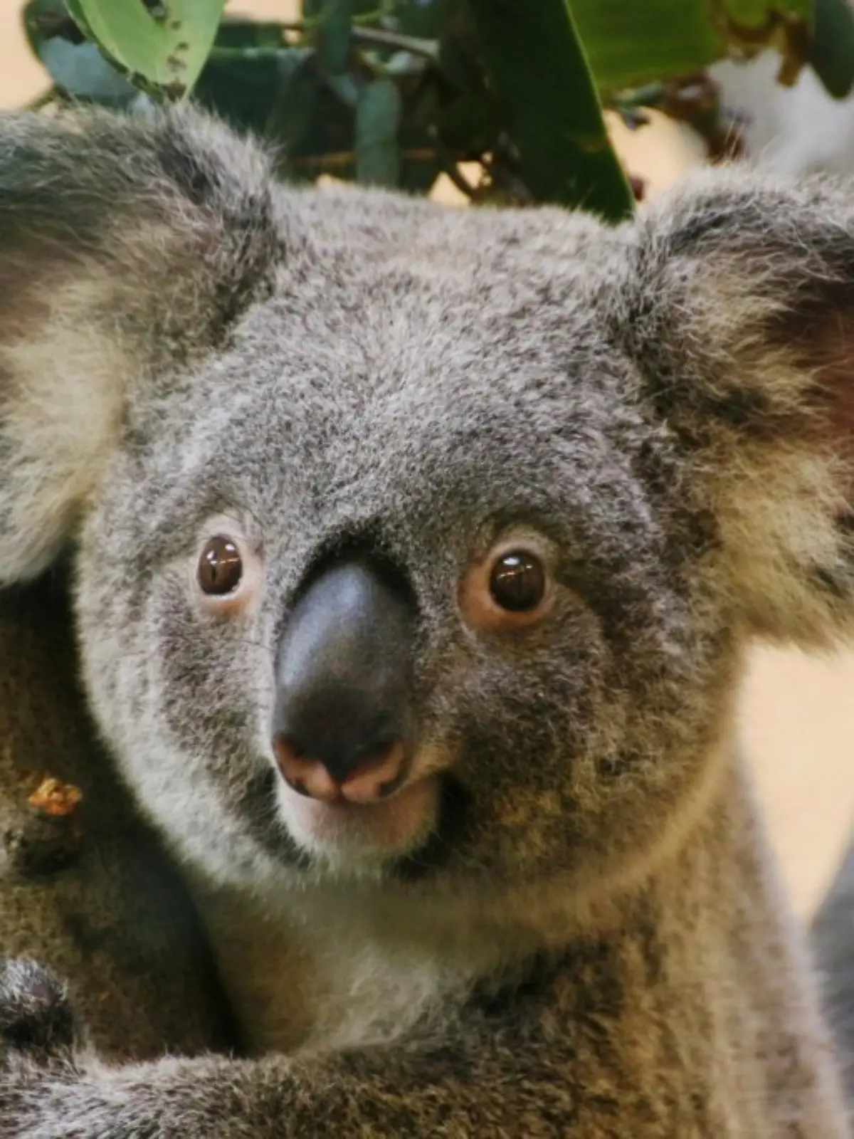 Bild zu: "Koala-Weibchen stirbt nach Notoperation im Zoo Dresden"