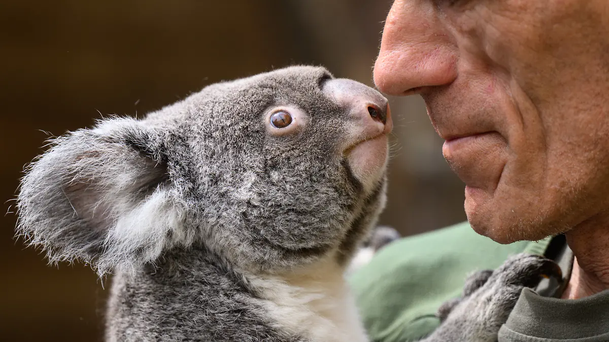 Olaf Lohnitz, Tierpfleger im Zoo Dresden, hält während eines Medientermins das Koala-Weibchen „Sydney“ auf den Armen.