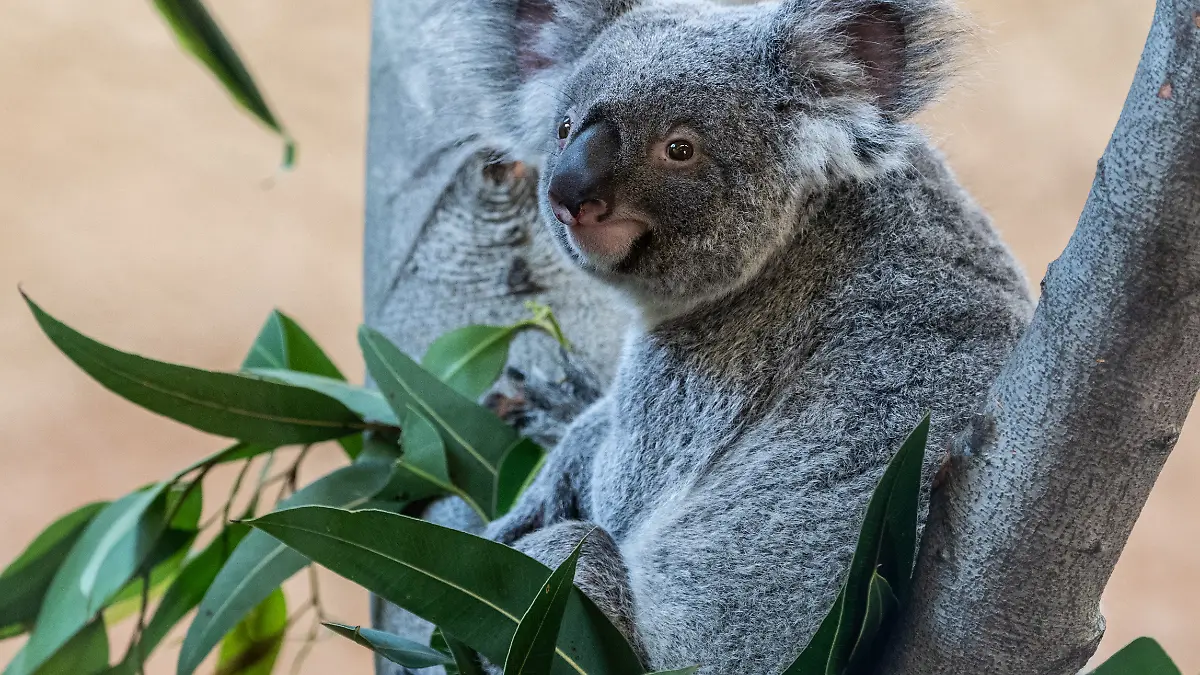Das Koala-Weibchen Sydney sitzt auf einem Baum in ihrem Gehege im Prof. Brandes-Haus im Zoo.