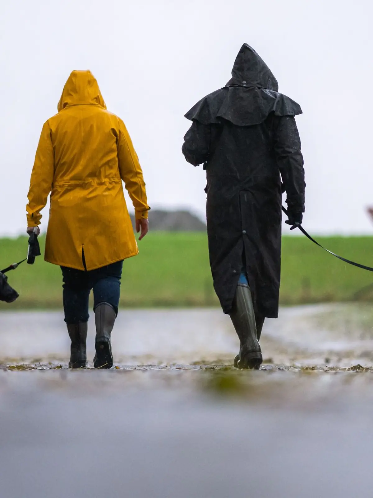 Bild zu: "Hund pinkelt an Laterne und stirbt durch Stromschlag"