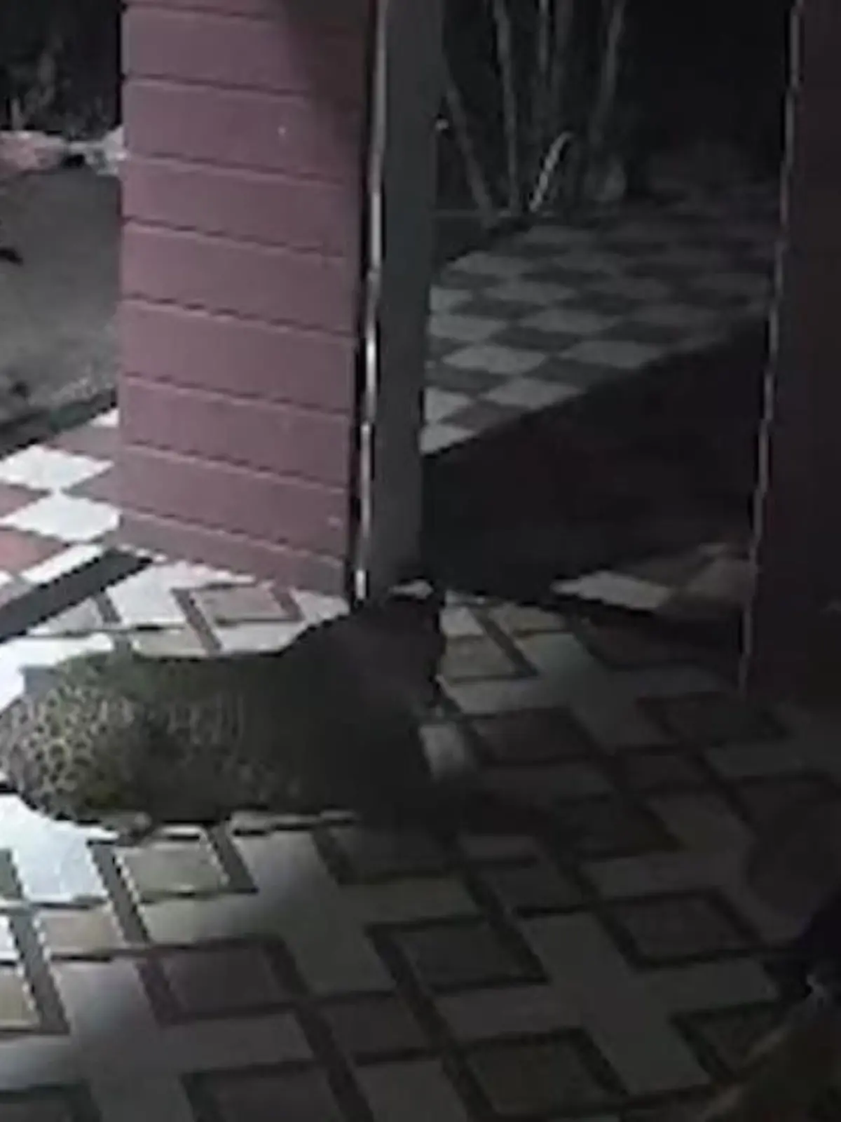 Da nimmt jemand seinen Job als Wachhund aber ziemlich ernst! In Indien hat ein Hund sein Zuhause gegen einen Leoparden verteidigt - obwohl der noch zum Angriff übergeht! Wie der Vierbeiner die Raubkatze vertrieben hat, zeigen wir im Video!
