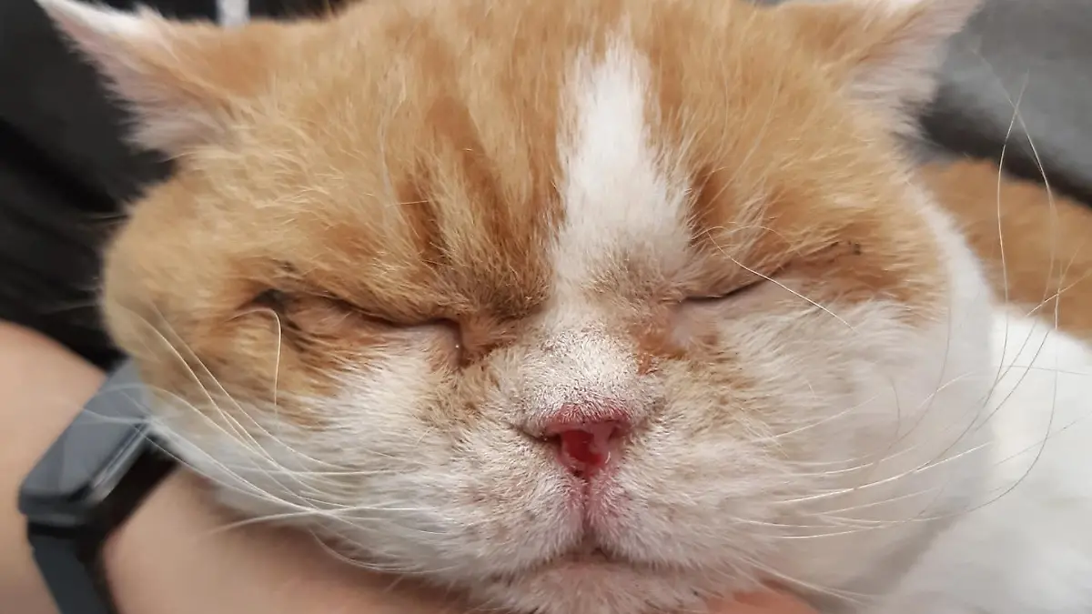 Verwahrloster Kater Darius im Tierheim Köln-Dellbrück