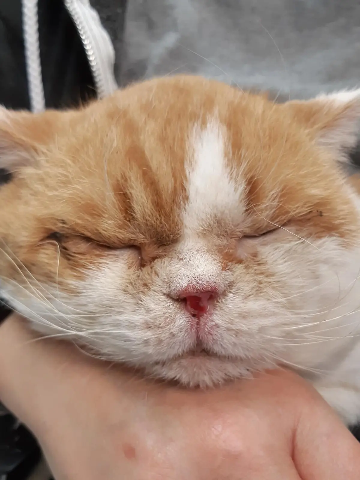 Verwahrloster Kater Darius im Tierheim Köln-Dellbrück