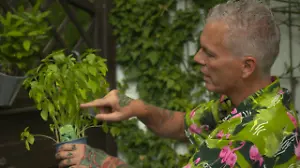 So überleben Ihre Pflanzen die Hitze Tipps vom Experten