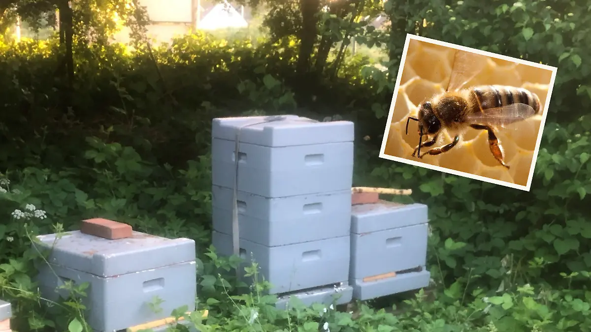 Mit Spanngurten und Steinen hat Imker Johannsen die Deckel der Bienenkästen gesichert.