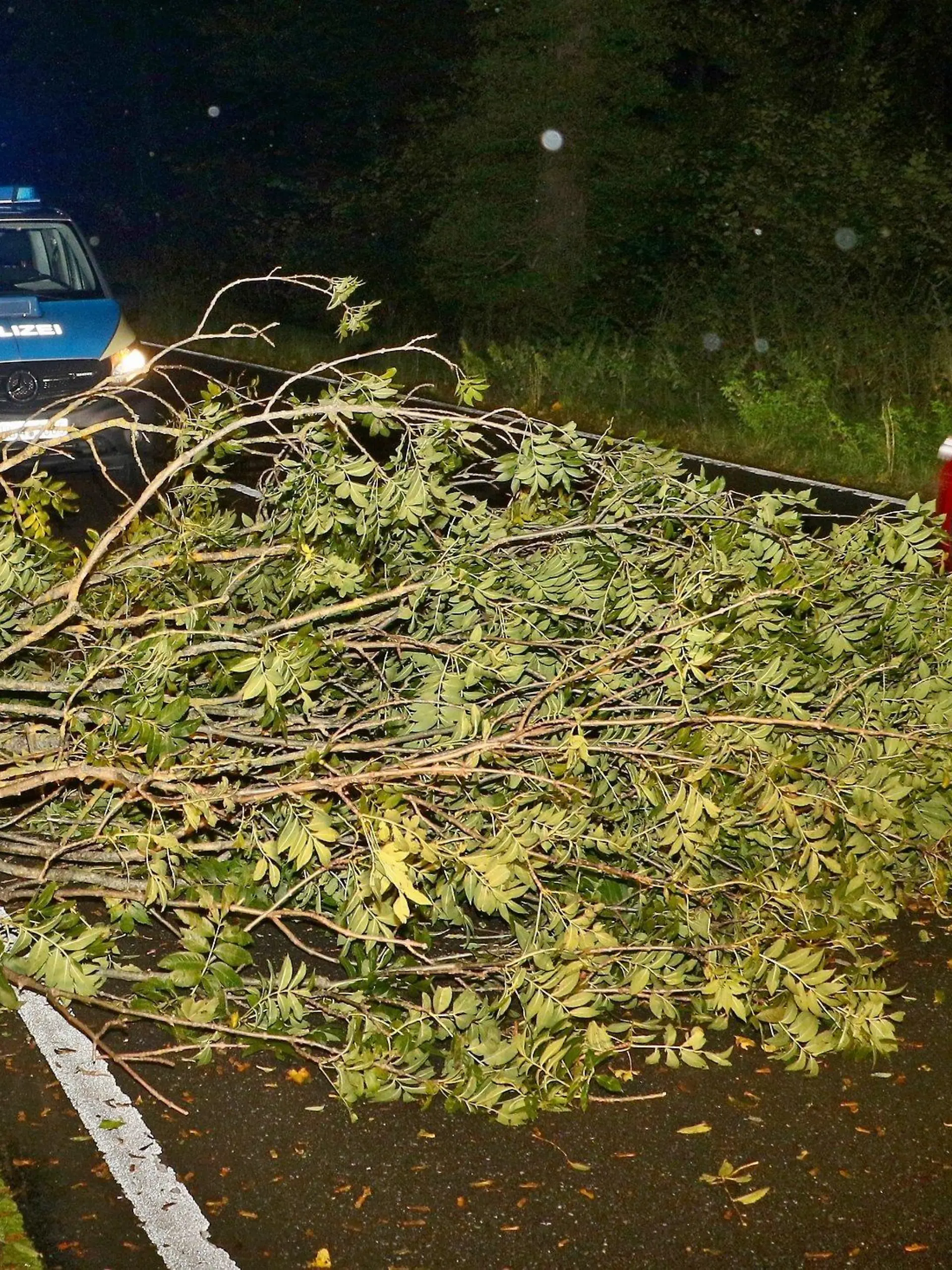 10.10.2024, Baden-Württemberg, Korntal-Münchingen: Polizei und Feuerwehr sind im Einsatz, nachdem ein Baum umgefallen ist auf der Kreisstraße 1690 zwischen Ölmühle und Golfplatz Nippenburg. Ex-Hurrikan "Kirk" hat in Baden-Württemberg für Feuerwehreinsätze sowie Beeinträchtigungen im Bahnverkehr gesorgt. Foto: Andreas Rometsch/KS-Images.de/dpa +++ dpa-Bildfunk +++