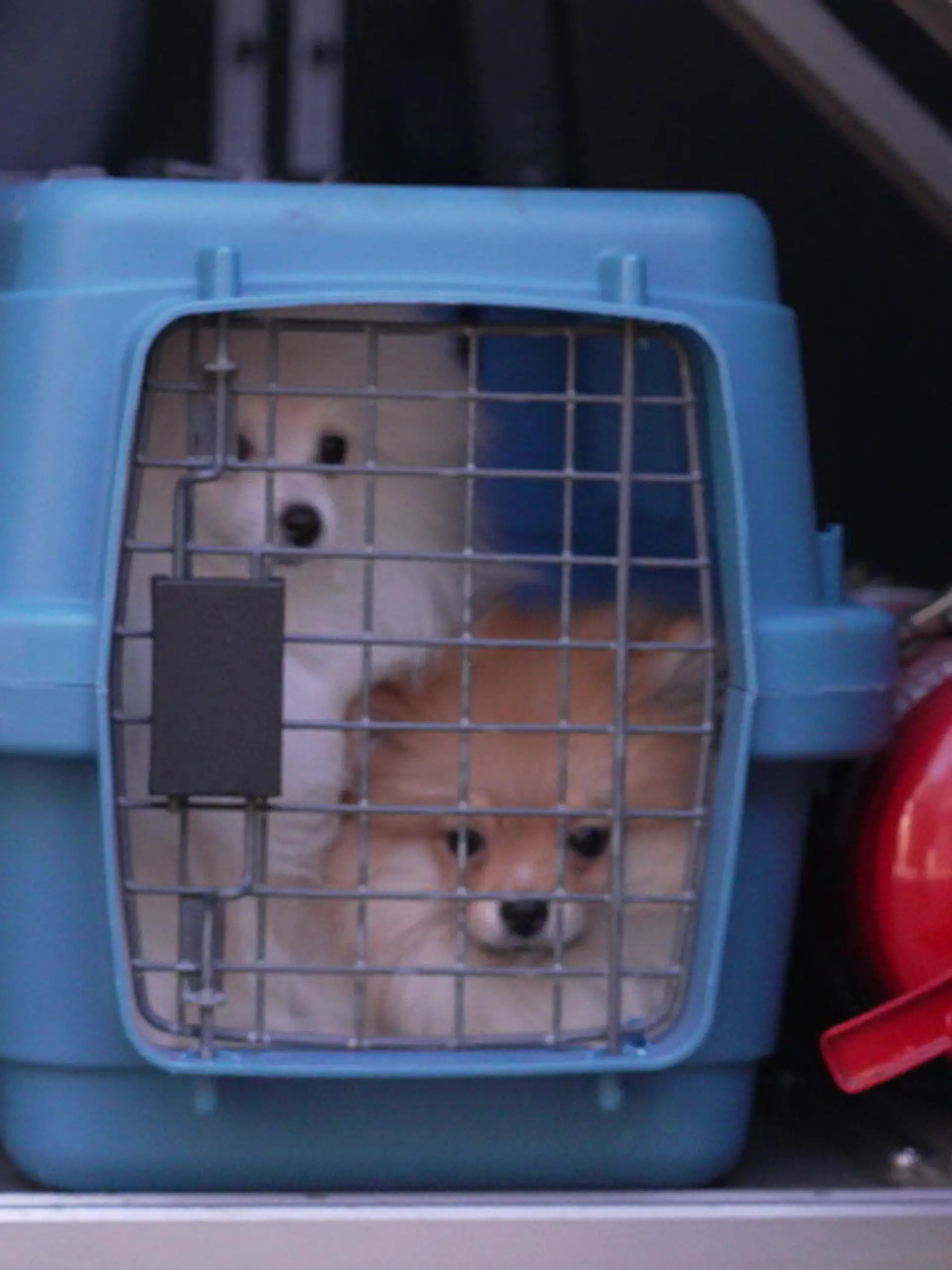 Bild zu: "RTL knöpft sich dubiose Hundeverkäuferin vor"