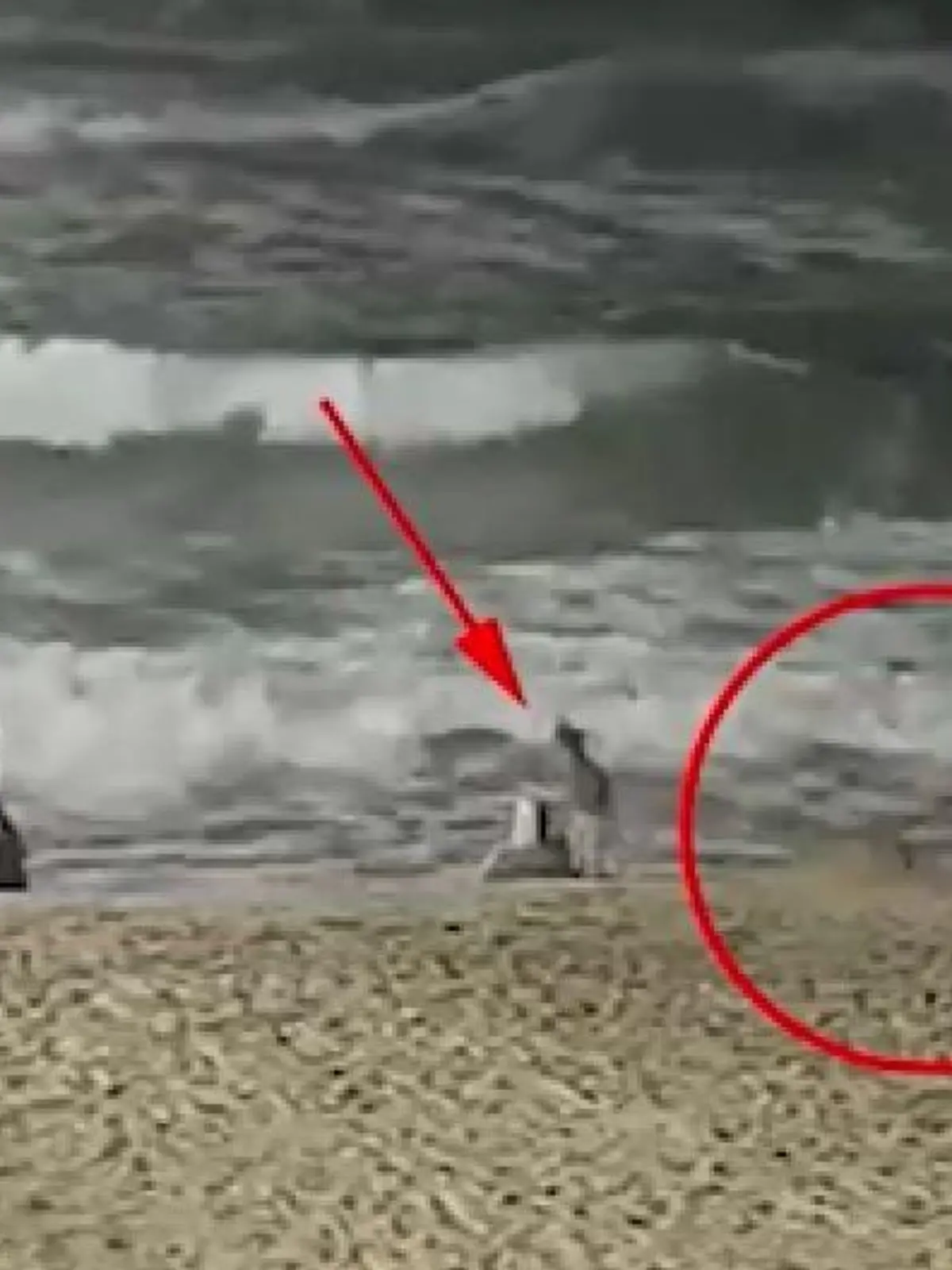 Kojote attackiert Mädchen am Strand: Eltern bekommen nichts mit