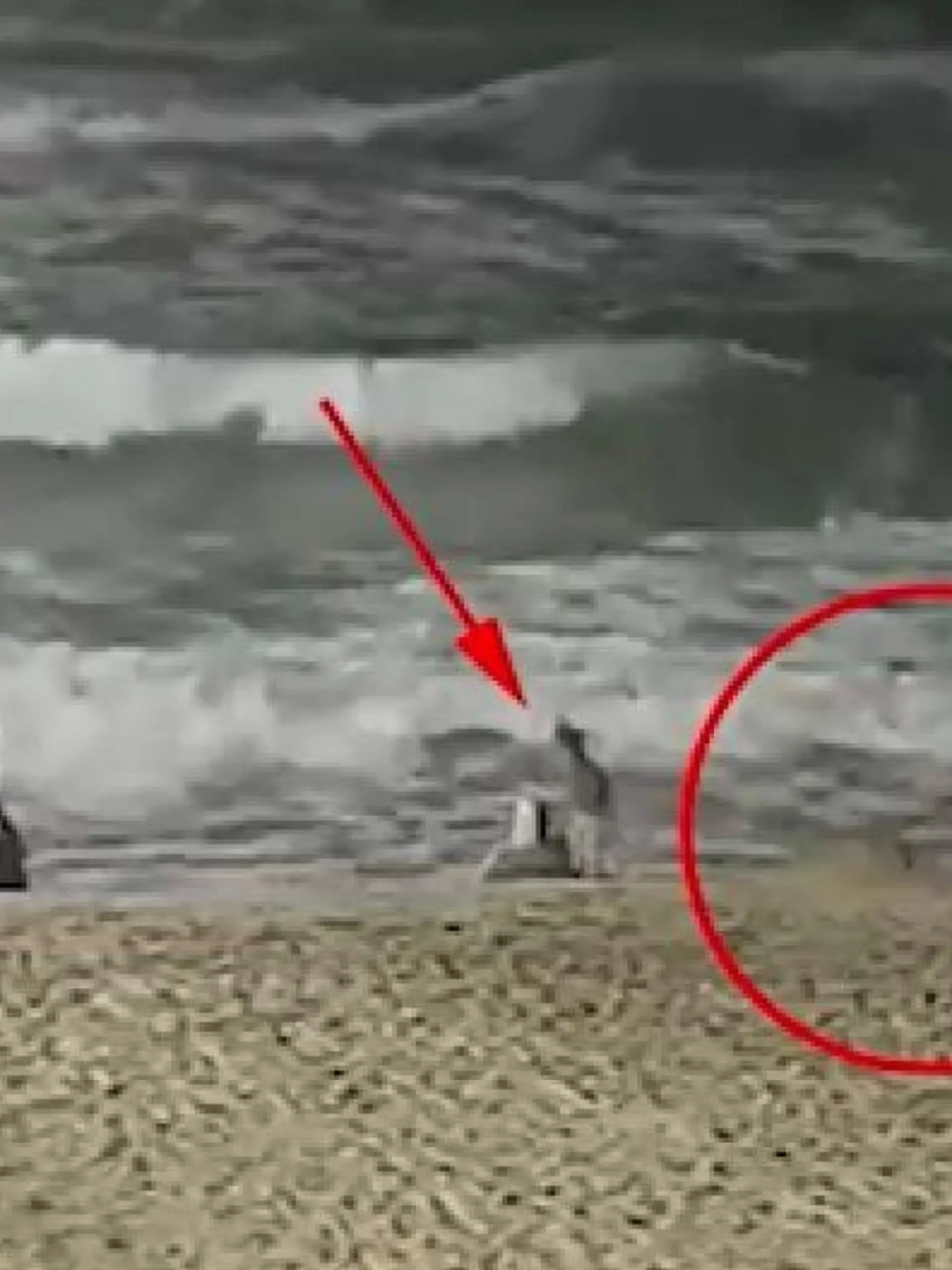 Kojote attackiert Mädchen am Strand: Eltern bekommen nichts mit