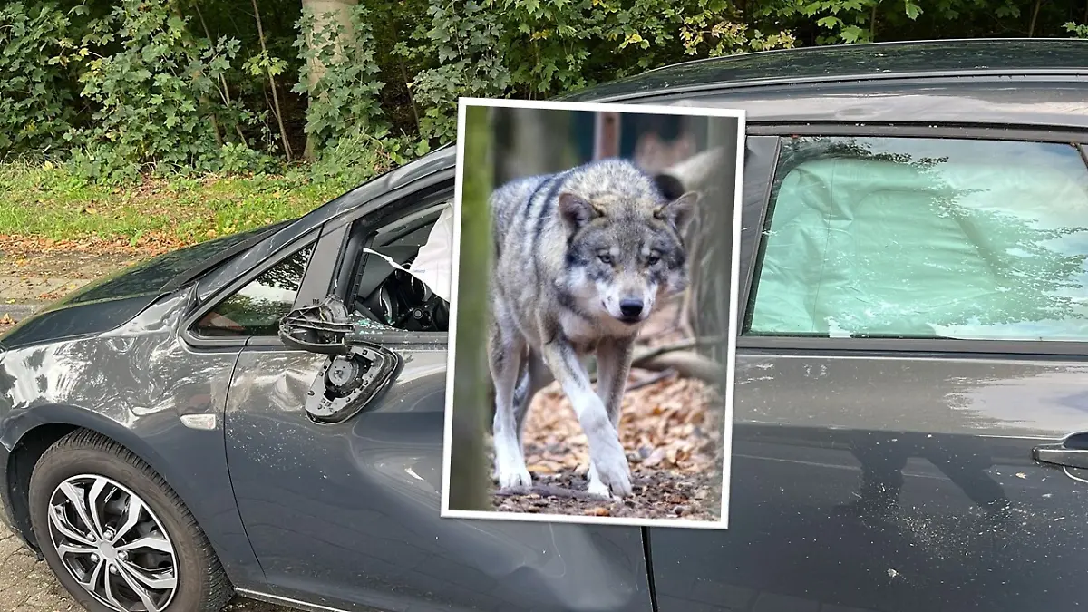 Wer oder was ist verantwortlich für diesen Unfall? Kann ein Wolf der Auslöser gewesen sein?