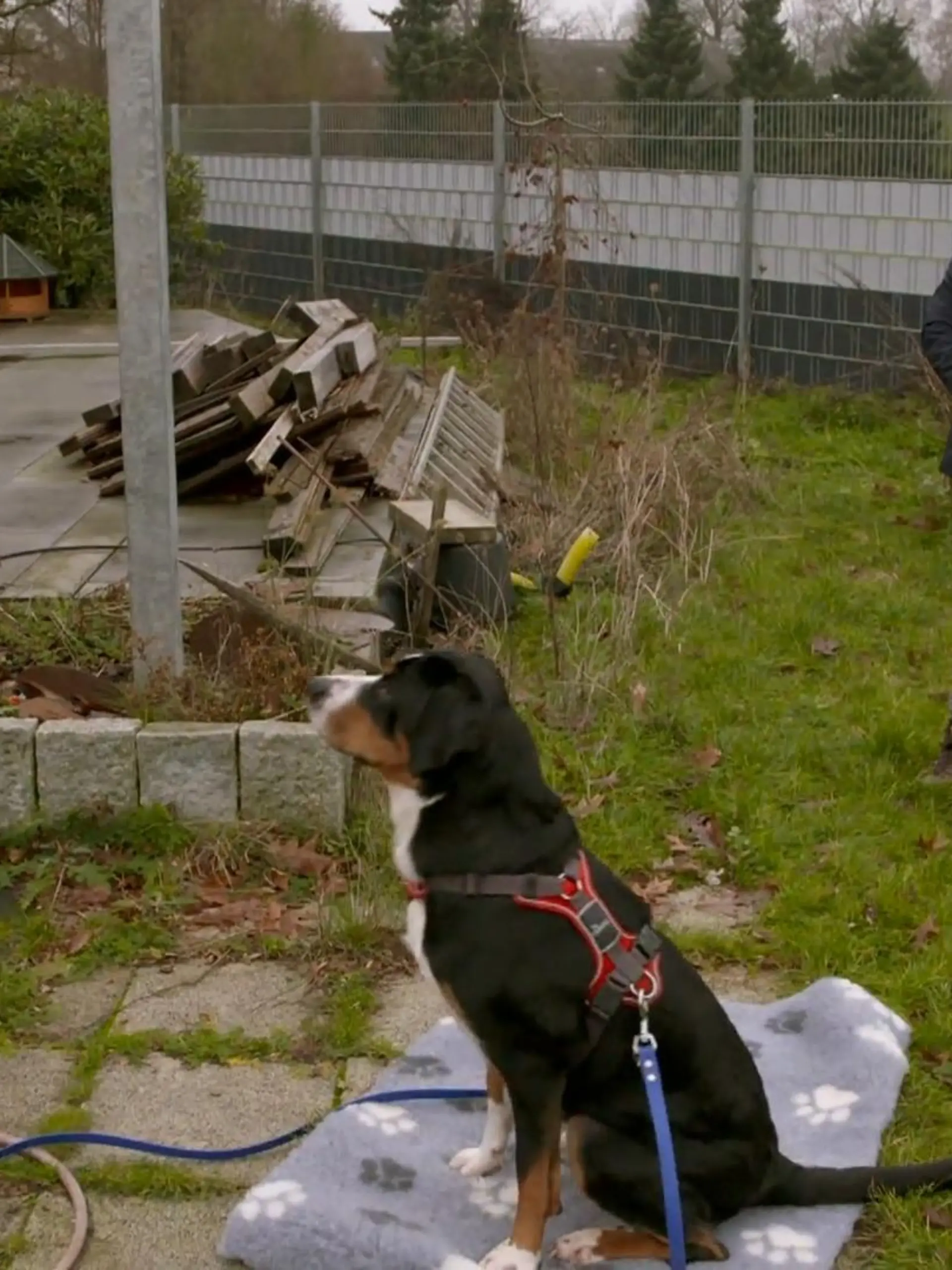 Bild zu: "Hundetrainierin Melle besucht die freche Leonie"
