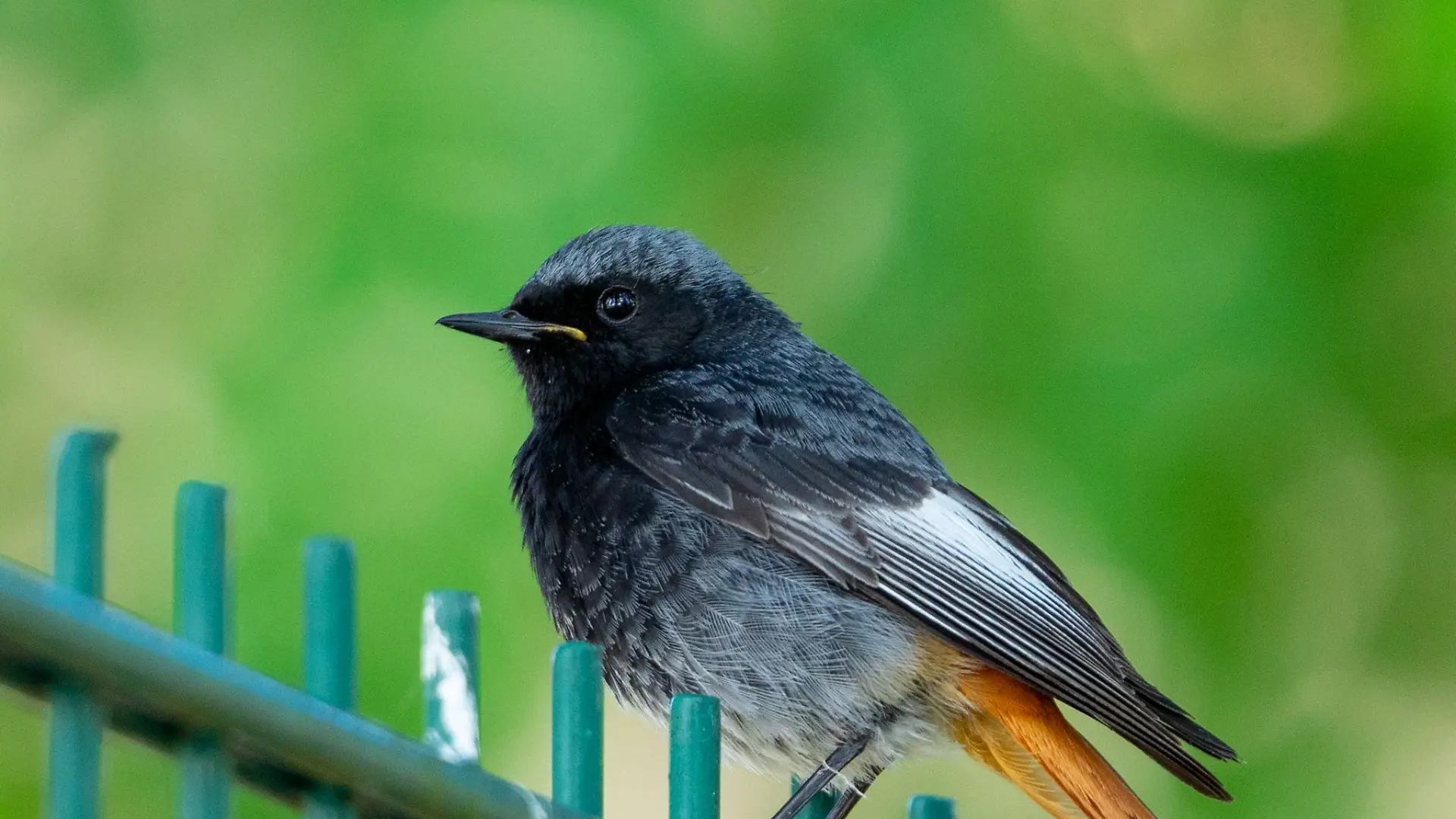 Der Hausrotschwanz ist zum Vogel des Jahres 2025 gekürt worden. Den Piepmatz zieht es auch in Thüringen zum Brüten zunehmende in Siedlungsgebiete.