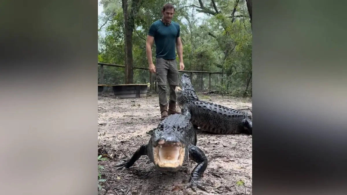 Alligator in Florida