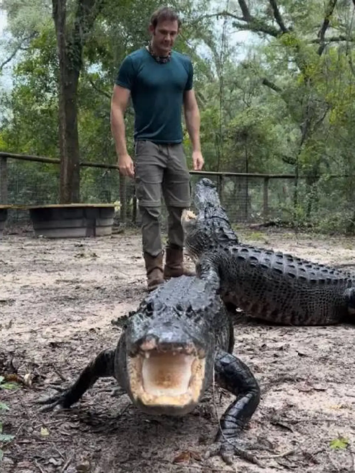 Alligator in Florida